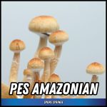 PES Amazonian Spore Syringe (P. cubensis)