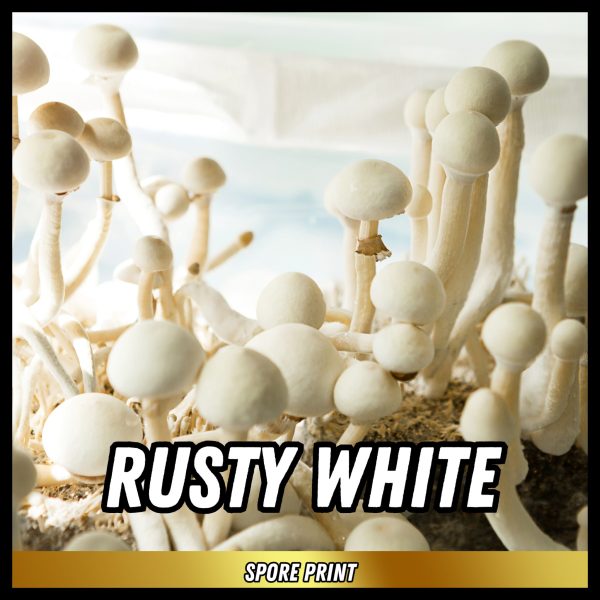 Rusty White mushrooms grown from spores on a print