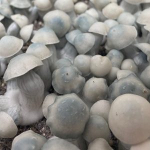 Albino magic mushrooms