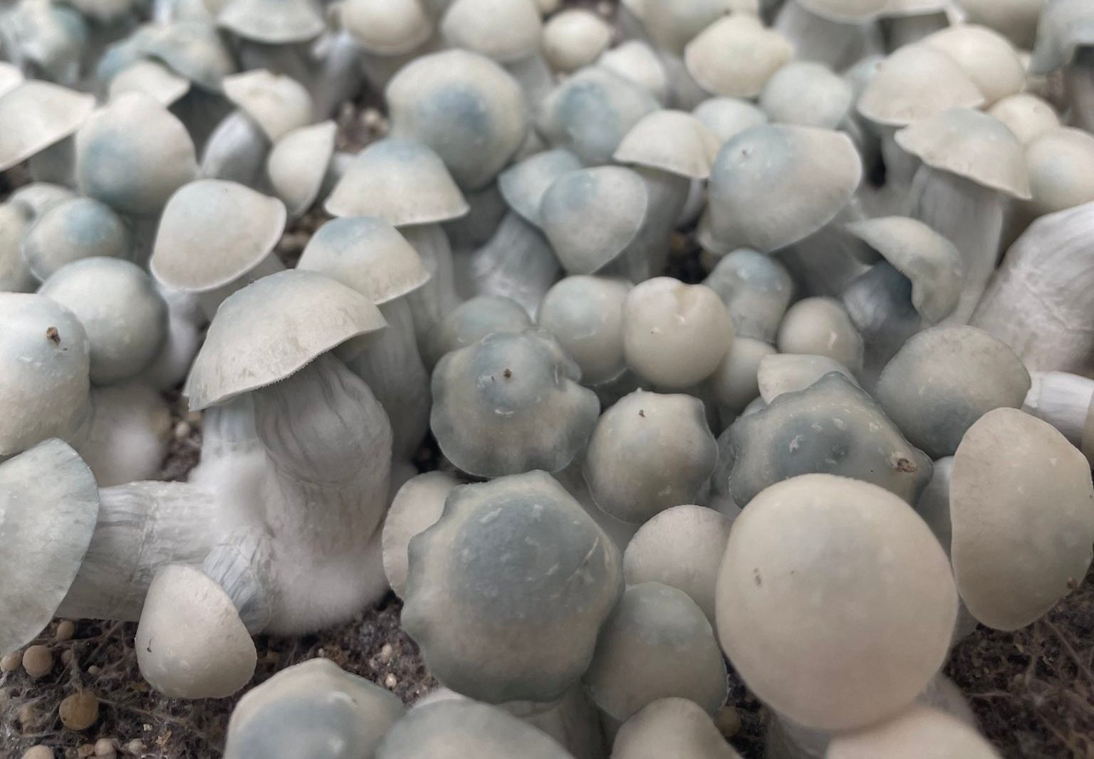 Albino magic mushrooms
