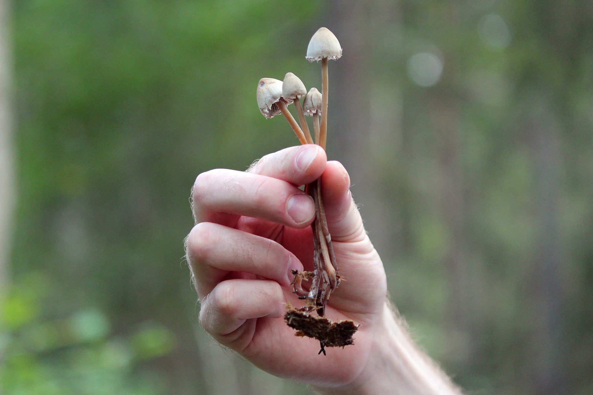 hand holding picked magic mushrooms