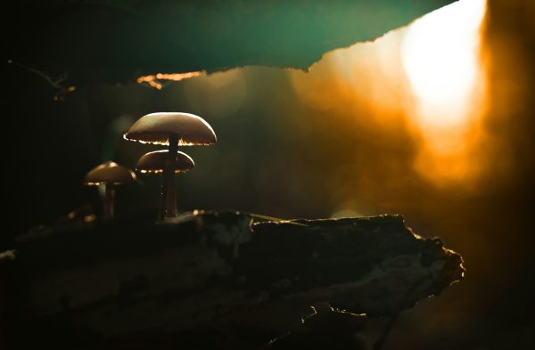 mushrooms under overhang