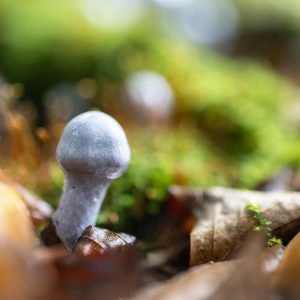 albino mushroom growing out of leaves