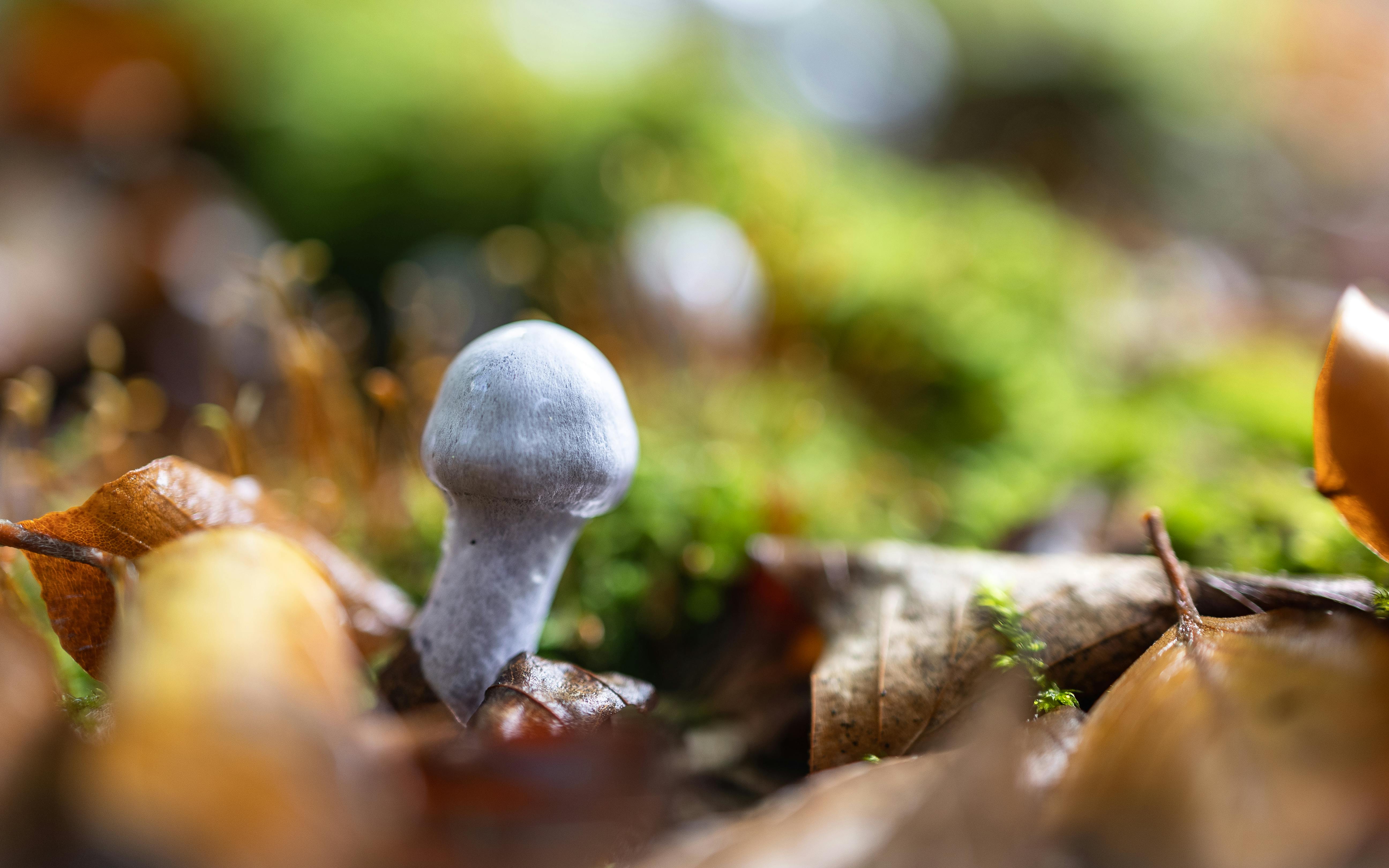 albino mushroom growing out of leaves