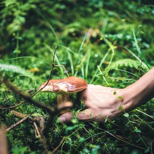 hand picking mushroom from forest floor