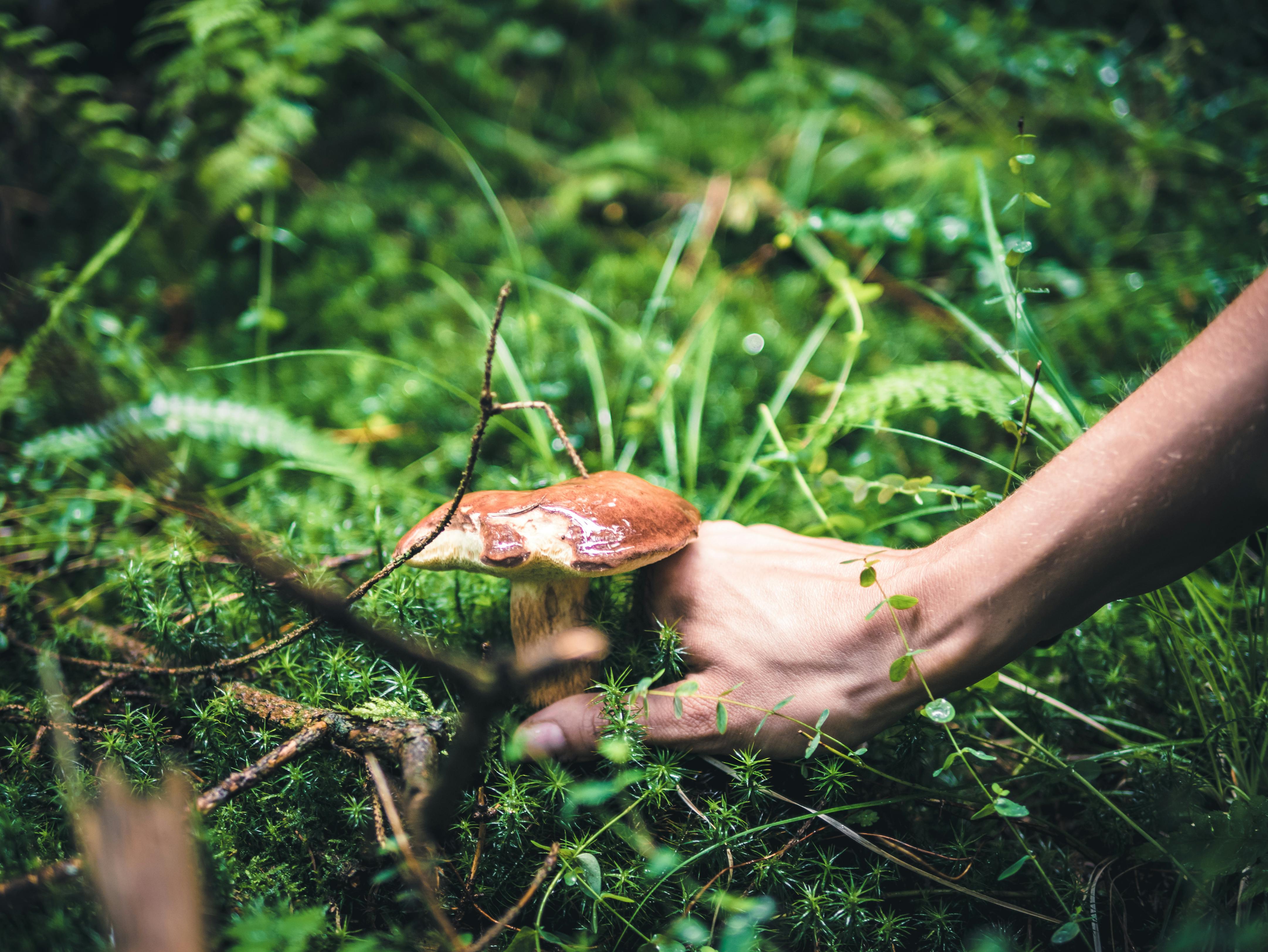 hand picking mushroom from forest floor