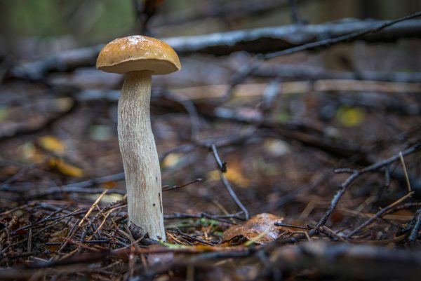 mushroom growing up from forest floor