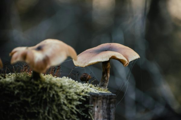 wavy cap mushrooms