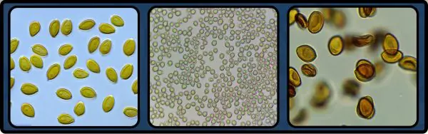3 types of mushroom spores side by side