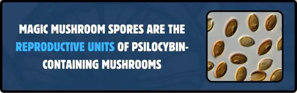 mushroom spores under microscope with explanatory text