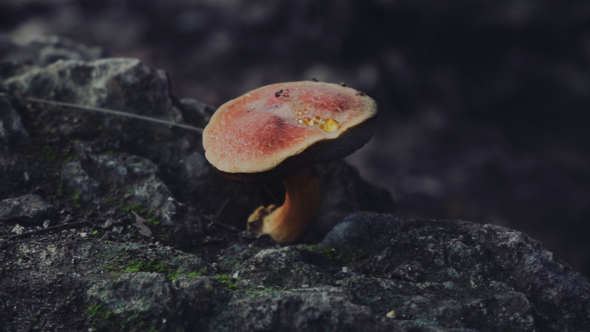 A mushroom in the wild