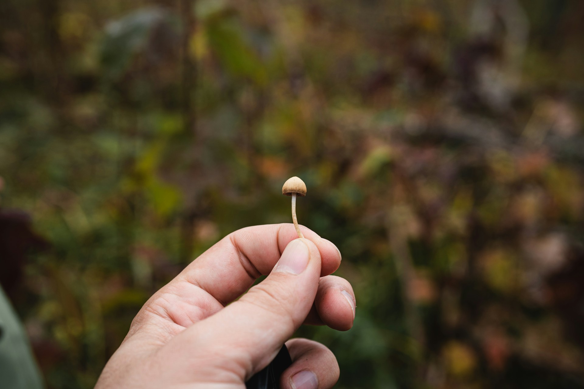 Person holding a small mushroom